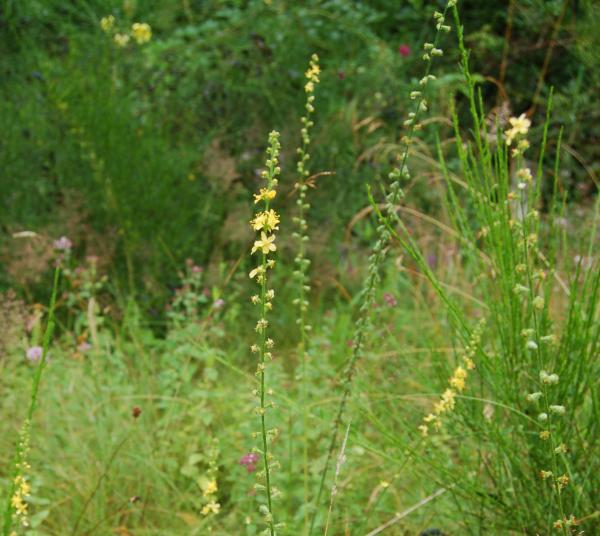 Agrimonia eupatoria | Kleiner Odermenning